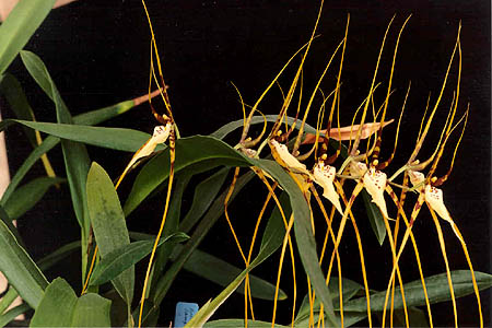 Brassia arcuigera